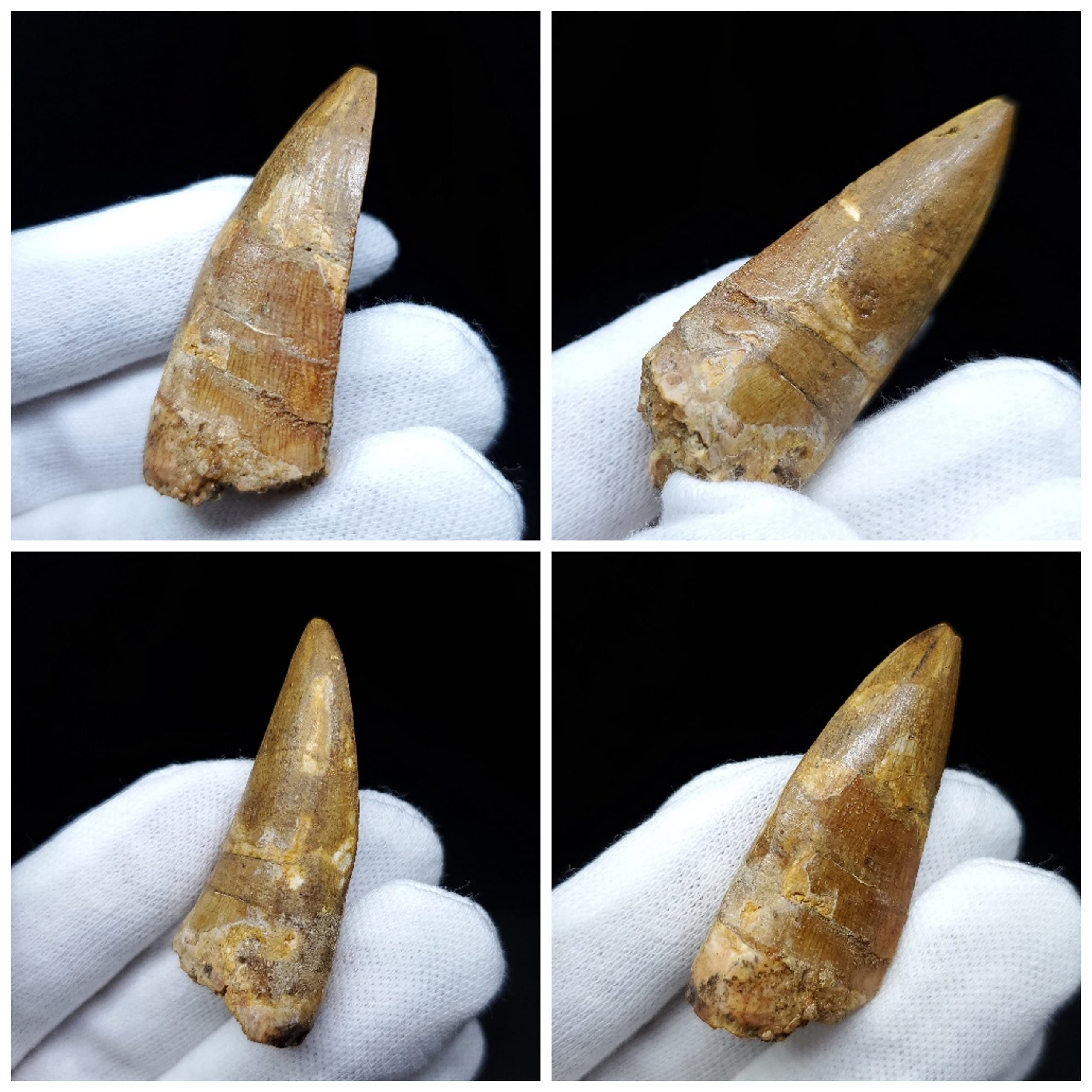 Amazon | 【化石専門店 LOLO】美品 カルカロドントサウルス 歯 化石